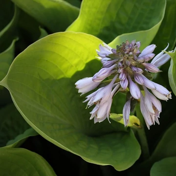 sárgalevelű árnyékliliom évelő Hosta Sum and Substance