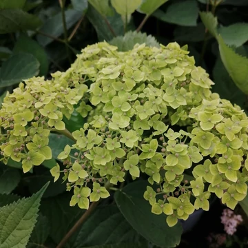 limezöld cserjés hortenzia Hydrangea arborescens Lime Rickey