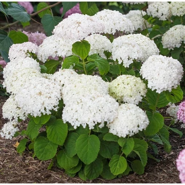 törpe cserjés hortenzia Hydrangea arborescens Bella Ragazza Blanchetta