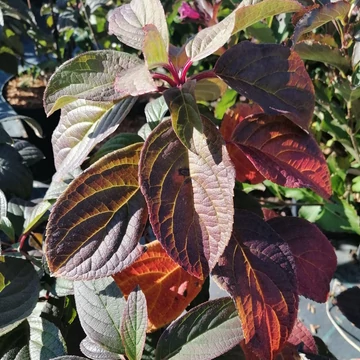 bugás-hortenzia-Hydrangea-paniculata-Wims-Red