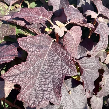 tölgylevelű hortenzia Hydrangea quercifolia Burgundy