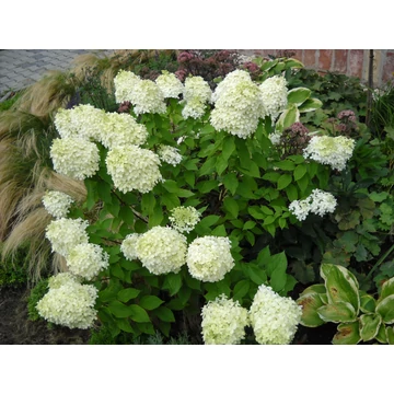 Hydrangea paniculata Limelight (Bugás hortenzia)