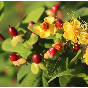 piros bogyós orbáncfű cserje Hypericum inodorum magical lighting