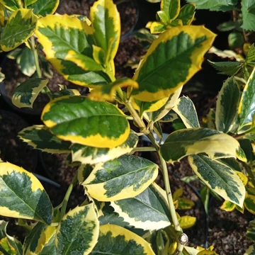 sárgatarka magyal cserje  Ilex x altaclarensis Golden King