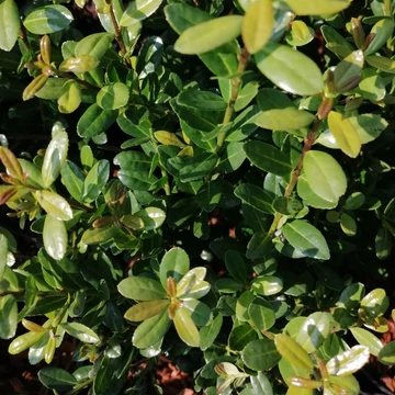 aprólevelű-magyal-Ilex-crenata-Caroline-Upright
