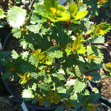 törpe magyal cserje Ilex x meservae Little Pirate
