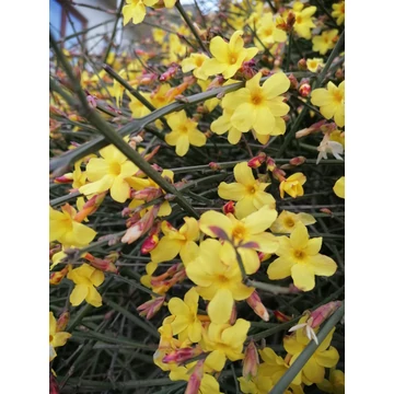 legkorábbi tavaszi sárga virágú cserje téli jázmin Jasminum nudiflorum