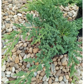 törpe terülő boróka Juniperus procumbens Nana
