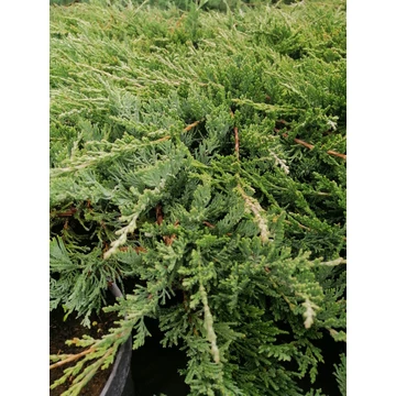 kék talajtakaró laposan kúszó  boróka Juniperus horizontalis Wiltonii gabiplantshop  webáruház