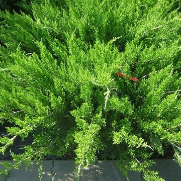 zöld közép magas terülő szárazságtűrő boróka Juniperus sabina Tamariscifolia gabiplantshop  webáruház