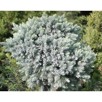 kék talajtakaró kúszó boróka Juniperus squamata Blue Star gabiplantshop  webáruház