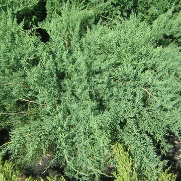 kék talajtakaró kúszó szárazságtűrő boróka Juniperus virginiana Grey Owl gabiplantshop  webáruház