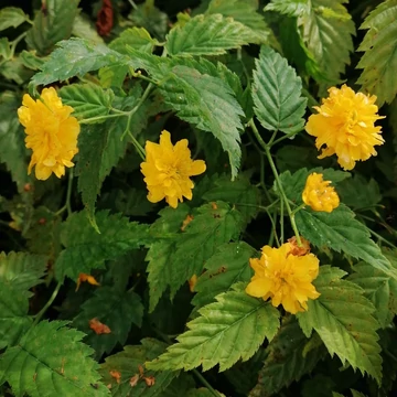sárgavirágú boglárkacserje Kerria japonica Pleniflora