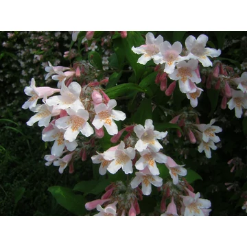 Kolkwitzia amabilis Pink Cloud (Kínai lonc)