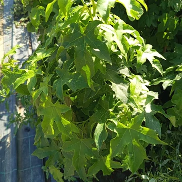 amerikai ámbrafa Liquidambar styraciflua