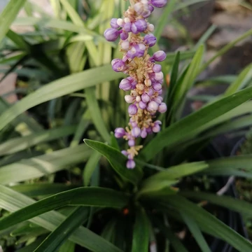 kékvirágú évelő gyöngyikés gyepliliom Liriope muscari Moneymaker