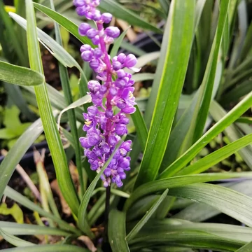 lilevirágú árnyéki évelő gyöngyikés gyepliliom Liriope muscari Royal Purple