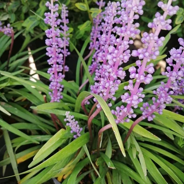 lilavirág-évelő-fürtös-gyöngyikés gyepliliom-liriope-muscari
