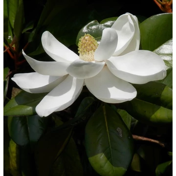 örökzöld liliomfa Magnolia grandiflora Exmouth
