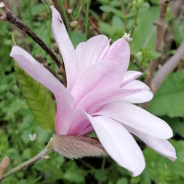 rózsaszín liliomfa Magnolia x loebneri Leonard Messel