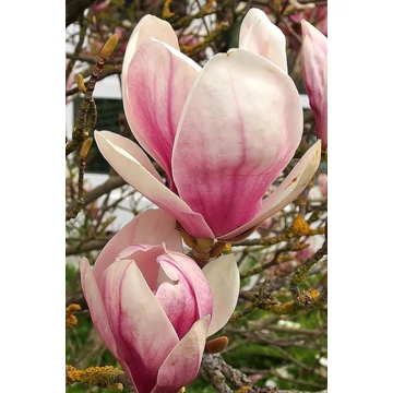 nagyvirágú liliomfa Magnolia x soulangeana