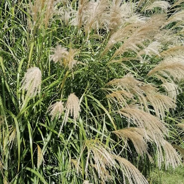 törpe japánfű Miscanthus sinensis Yakushima Dwarf