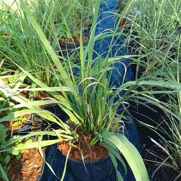 magas kékperje díszfű Molinia arundinacea Transparent