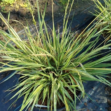tarkalevelű kékperje díszfű Molinia caerulea Variegata