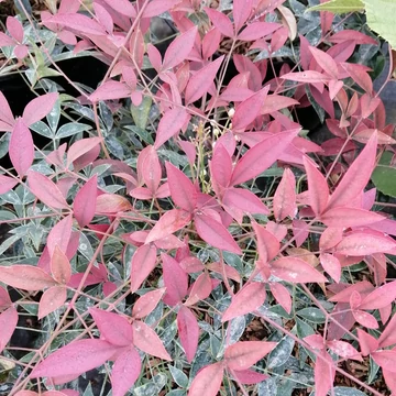 örökzöld cserje japán szentfa Nandina domestica