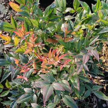 piros termésű örökzöld cserje japán szentfa Nandina domestica Richmond