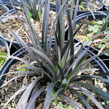 árnyéki évelő Ophiopogon planiscapus Nigrescens