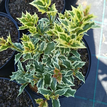tarka levelű illatcserje Osmanthus heterophyllus Variegatus