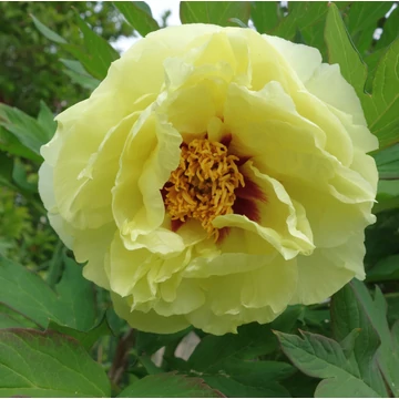 sárga teltvirágú bazsarózsa hibrid Paeonia Itoh Bartzella