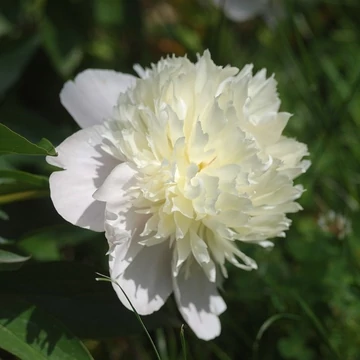 fehérvirágú bazsarózsa évelő Paeonia lactiflora Duchesse de Nemours