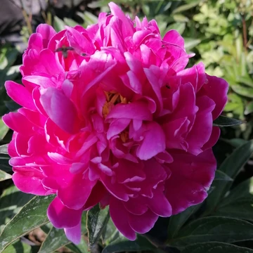 pirosvirágú bazsarózsa évelő Paeonia lactiflora Karl Rosenfield