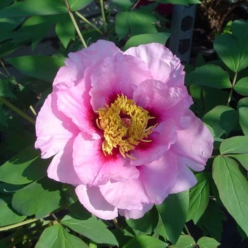 Paeonia suffruticosa fajták (Fás bazsarózsa)