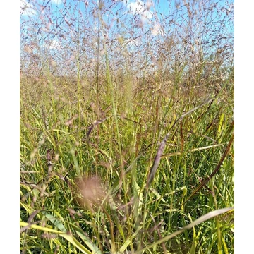 vesszős köles díszfű Panicum virgatum Shenandoah