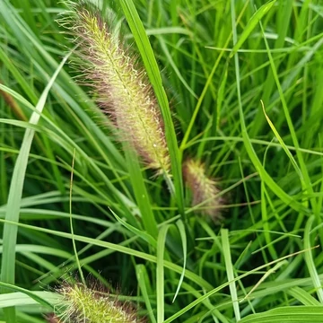 tollborzfű-pennisetum alopecuroides National Arboretum