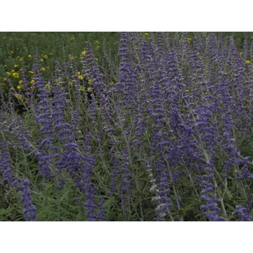 Perovskia atriplicifolia Blue Spire (Sudárzsálya)