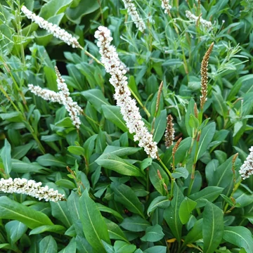 fehér virágú keserűfű évelő Persicaria affinis Superba