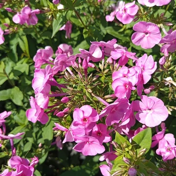lila bugás lángvirág Phlox amplifolia Minnehaha