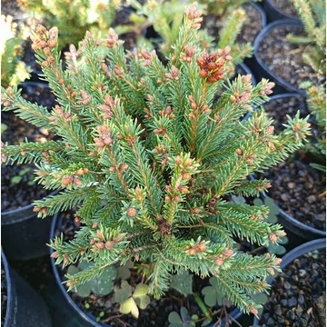 törpe lucfenyő Picea abies Barryi