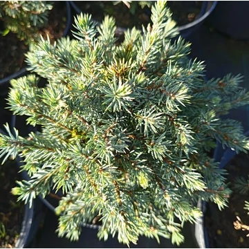 törpe gömb cukorsüvegfenyő Picea glauca Echiniformis