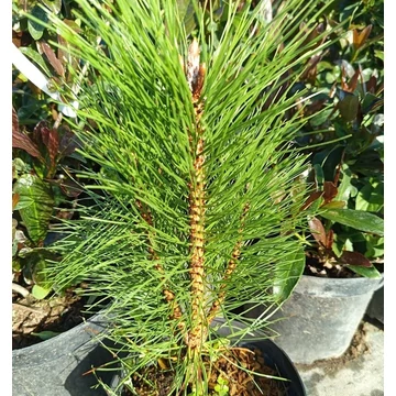 oszlopos feketefenyő Pinus nigra Pyramidalis