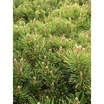 Pinus mugo var. Mughus (Havasi törpefenyő)
