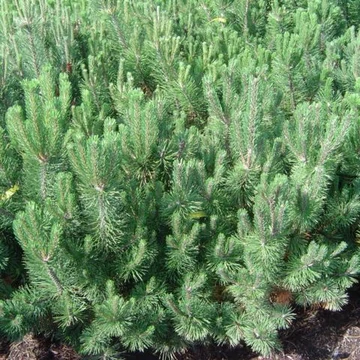 Pinus mugo var. Pumilio (Havasi törpefenyő)