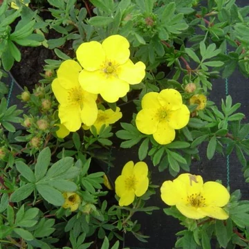 Potentilla fruticosa Goldfinger (Sárga virágú cserjés pimpó)