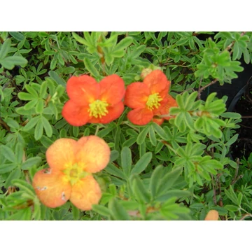 Potentilla fruticosa Tangerine (Narancssárga virágú cserjés pimpó)