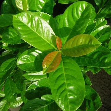 Prunus laurocerasus Etna (Babérmeggy)