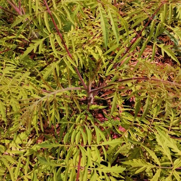 sárgalevelű-ecetszömörce-Rhus-typhina-Tiger-Eyes